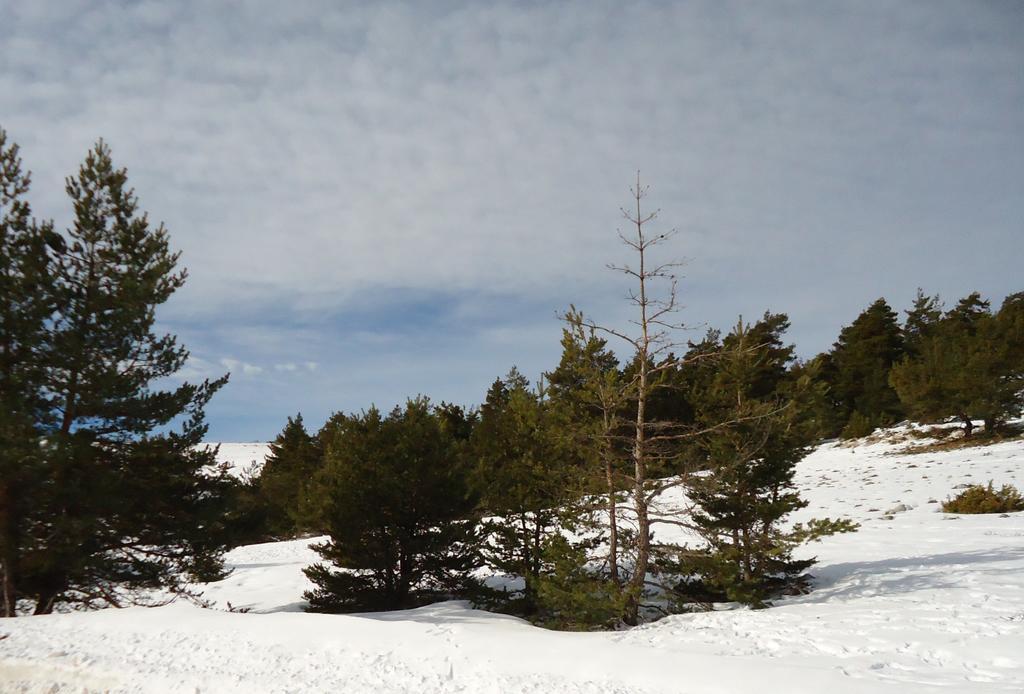 Apartment Face Aux Pistes Greolieres les Neiges Dış mekan fotoğraf